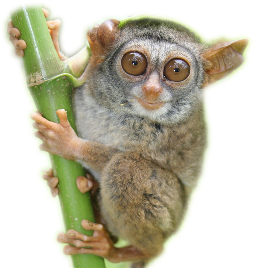 Myron Shekelle On Twitter Shekelle Salim An Acute Conservation Threat To Two Tarsier Species In The Sangihe Island Chain North Sulawesi Indonesia Oryx