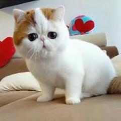 MobileVetCanada's profile picture. #MobileVetToronto provide in Home #Veterinary Service like #Health Exam, Grooming, nuetering to #localpets in #Toronto, #Mississauga, Oakville, Vaughan & GTA.