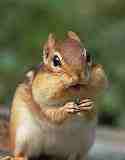 Evewyone's favouwite Vicomte. Now a chipmunk!!! And I is adowable!