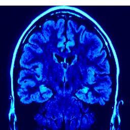 Updates on the latest findings in Cognitive Psychology and Neuroscience