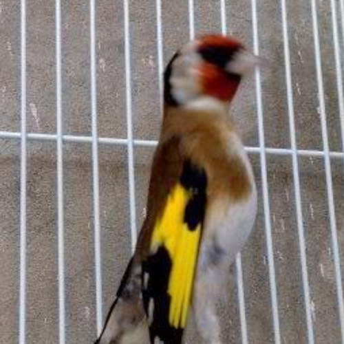 abdelb3's profile picture. 