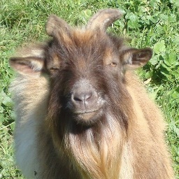 MagicGoats's profile picture. Magic Goat Nursery, part of Magic Goat Collective, provides healthy, pest-free clones, starter plants and mother plants for medical cannabis patients in Calif.