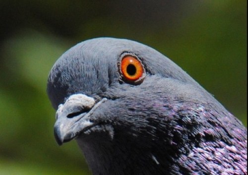 Angry Pigeon on Twitter: "Are u fucking mad BRO?"