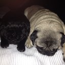 tina strand - @strand_tina - Twitter