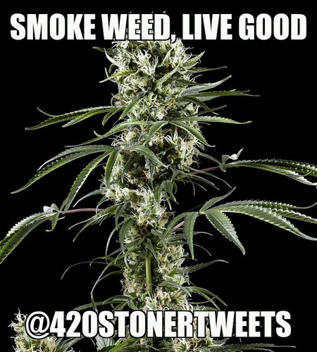 420stonertweets's profile picture. #420 #stoner #THC