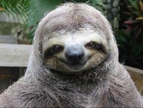 slothhyy's profile picture. Im just your average sloth, I'm very slow and love life :) wbu?