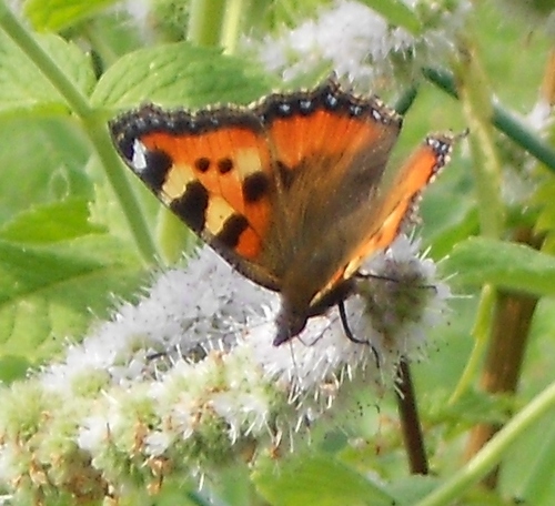 JoyEhlert's profile picture. Musician, Philosopher - 
we belong to Earth, not the other way round - respect needs autonomy & awareness.