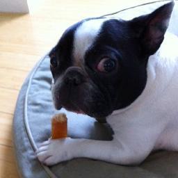 BrandPoliceNYC's profile picture. BrandPoliceNYC is the handle for New York-based marketing consultancy Gallego&Co.  The photo is the founder's Frenchie, whose expressions are priceless.