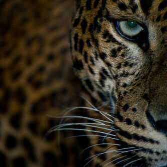 fofo125961's profile picture. ‏‏‏‏‏‏لا اله الا الله سبحانك اني كنت من الظالمين ~. ...                                                                          الخاص XX ممنوووع....