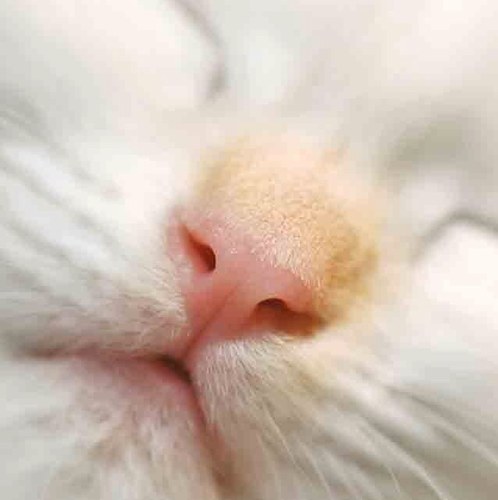 kawaimihodesu's profile picture. ブランシュ代理店 いつまでも好奇心を忘れないでいたい！