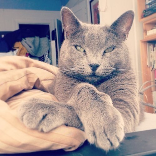 HenryNoodle's profile picture. I am the Prime Minister of Underthebedistan. My Chief of Staff is Anatole Kartofel. The real show is on Instagram: @HenryNoodle