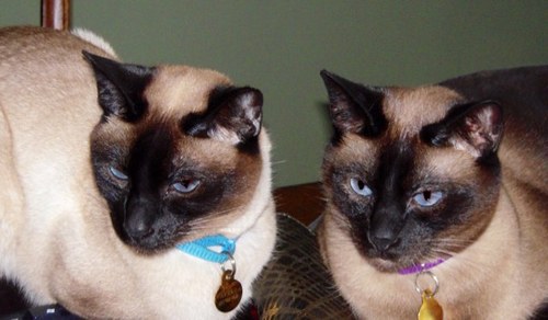 MickeyandMonty Profile Picture