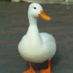 Augustgrimme's profile picture. 