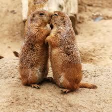 PrairieHatch67's profile picture. Team Prairie Dogs ready for the Amazing Race Canada!  Go Prairies!!!