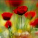 Anna Madrigal - @annamad5862 - Twitter