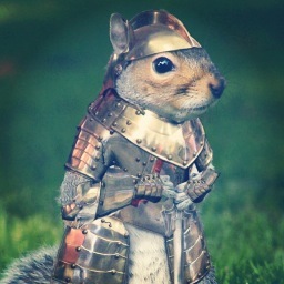 UCFSquirrels's profile picture. Getting nutty around UCF!