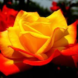 parvinsultana69's profile picture. I love  Allah  , Rasul  sa; and  Muslim   ummah  .
May  Allah  bless ,save , guide  and protect  world Muslim  ummah . Ameen  summa  ameen  Ya Rahmanur Rahim