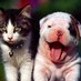 Animalista (@ednamar05518363) Twitter profile photo