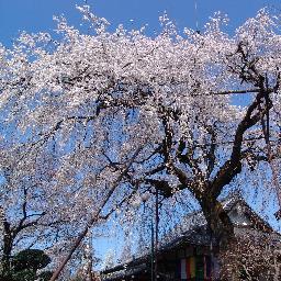 埼玉県所沢市にあるお寺です。 樹齢150年の名木「しだれ桜」、四季折々の花木が境内に咲き誇ります。