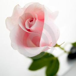 รักคนที่เขารักเราดีกว่า