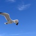 Ave Libre (@libre_ave) Twitter profile photo