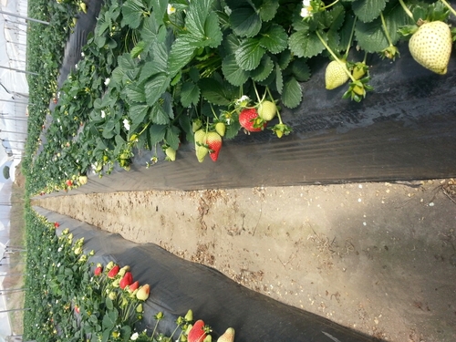 ChianeseInfo's profile picture. Piantine di fragole