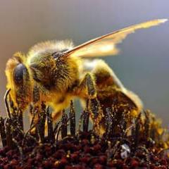 Toutes choses apicoles. Abeilles, apiculture, ruches, et santé d'Apis mellifera.