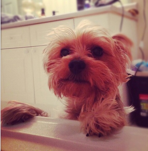 Hi I'm Maverick! I'm Matty's and Brittany's baby :)