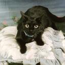 Jin Chon - @jinkimchon - Twitter