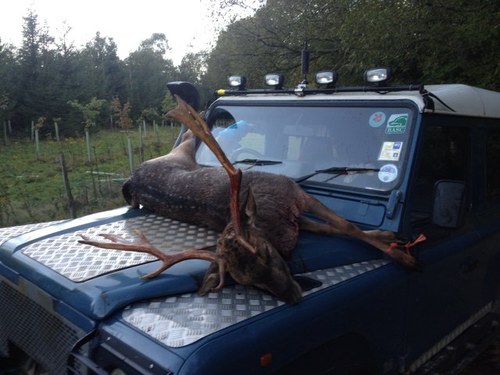 You may kill or you may miss But at all times think this: “All the pheasants ever bred Won’t repay for one man dead.