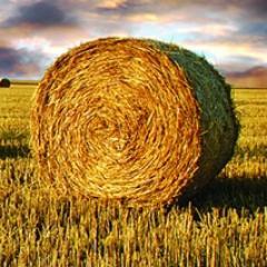 UoNBioenergy's profile picture. 