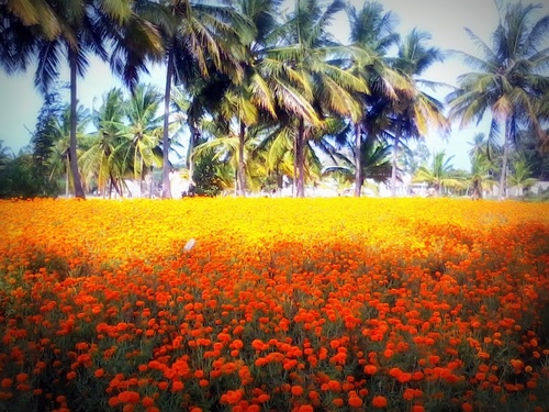 RajRaj1126's profile picture. 