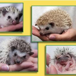 FarmHappenings's profile picture. We are a licensed Hedgehog breeder in Ohio.  We have been breeding and selling hedgehogs since 1997. We are a small breeder and love sharing our knowledge.