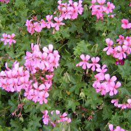 Gezellige Planten- en Streekproductenmarkt in het hart van Lepelstraat op Koningsdag. Grote verkoop van Geraniums, zomerbloeiers en streekproducten.