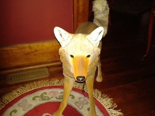 signu1021's profile picture. one man wolf pack