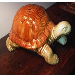 Single male turtle in the Beach.  
Explorer.  Student of life.
