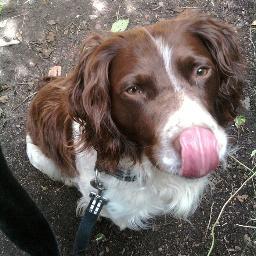 Springer Spaniel with a love of water, balls and anything edible Birthday 31st October #NinjaSpaniel Proud member of #Wonkyclub