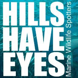 HillsHaveEyesSA's profile picture. Hills Have Eyes offers marine wildlife watching operators and tourists the latest most certain sightings of marine wildlife along the east coast of South Africa
