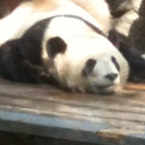 Liqu0r's profile picture. 慶應経済1,2,3→4-22/塾高1,2,3-O/サレジオ1,2,3-A/東星学園/土居丈朗研究会/体育会バレーボール部/北京大学/iPhone3G→5→6s/ZENBOOK→macbook air/清瀬市/旅行