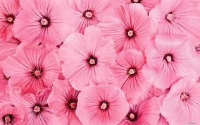 A blog about #organic #beauty and #lifestyle; empowering oneself from the inside out.
