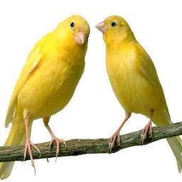 Sioux Falls Canaries