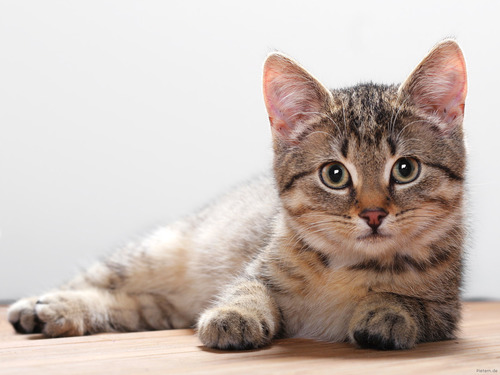 MIAUW