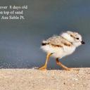 Lori Miley - @lam99det - Twitter