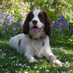 Providing a bespoke set of images to your exacting specification of your dogs in their natural environment.