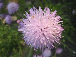 ceplayasc's profile picture. 鳥さん大好きです★インコとかもすきですが、個人的にはワシとかタカが好きです！かっこよすぎ。。。(TωT)