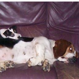 iamzany2's profile picture. Widow, Mother, Grandma.  Have 3 rescue dogs and 1 Black Persian rescue cat.