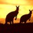 macrokangaroo's profile image