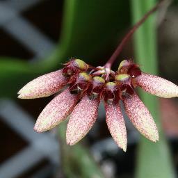 De NOV behartigt de belangen van haar leden en kringen en geeft informatie over de kennis en de cultuur van orchideeën. Geeft ook een prachtig blad uit.
