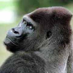 Charles the Foley Artist. Oscar and BAFTA winning specialist in sound landscapes. Foley artist to the stars. Also happens to be a gorilla.
