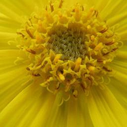 acurnica's profile picture. Highest concentration of premium arnica that is 100% Organic & non-GMO.